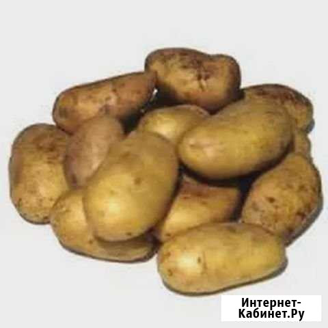 Картофель Ижевск - изображение 1