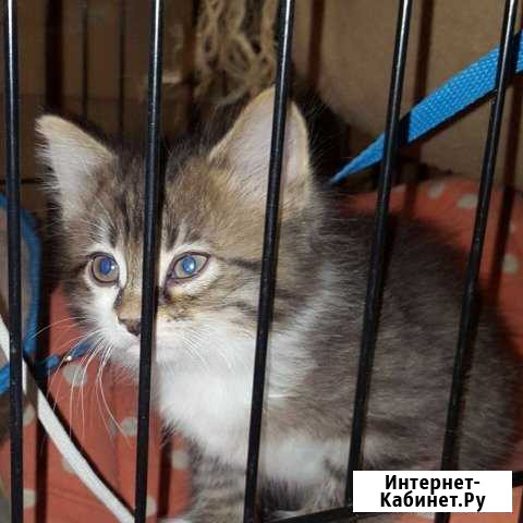 Котёнок с ветпаспортом из приюта Ивантеевка - изображение 1