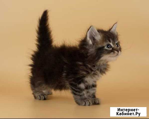 Отдаю котят Кореновск - изображение 1