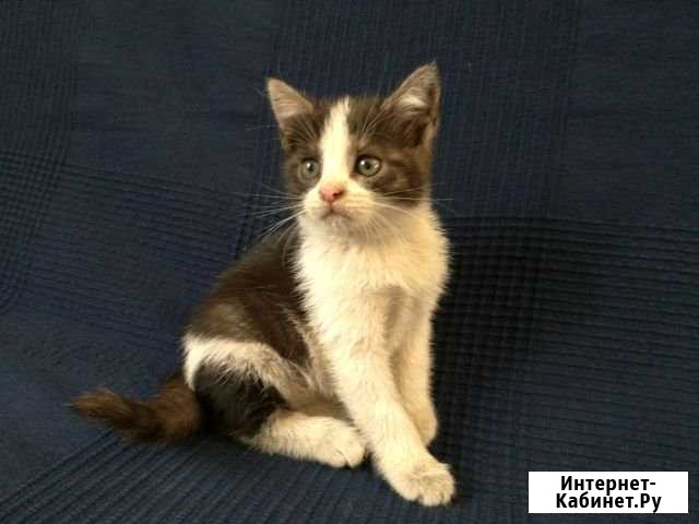 Котята В добрые руки Видное - изображение 1