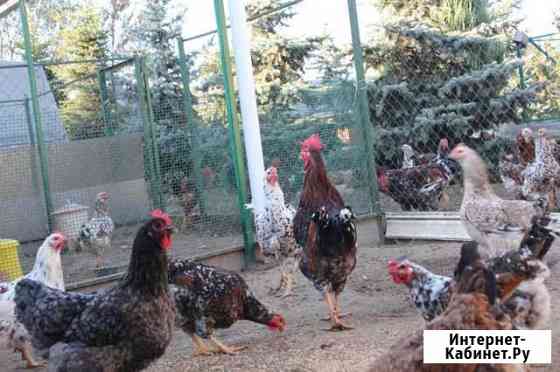 Продаются курочки и петушки Старый Оскол