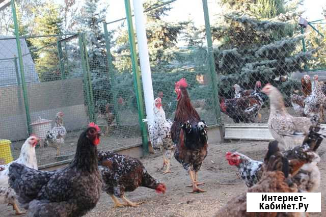 Продаются курочки и петушки Старый Оскол - изображение 1