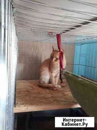 Агнесса ищет дом Ярославль