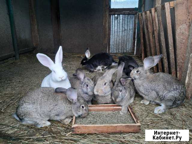 Продам кроликов Калач - изображение 1