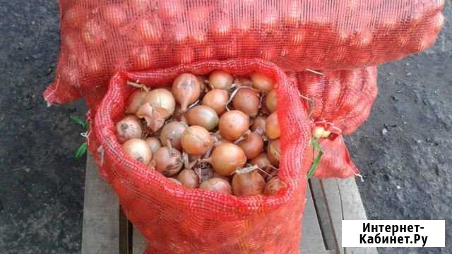 Лук Новотитаровская - изображение 1