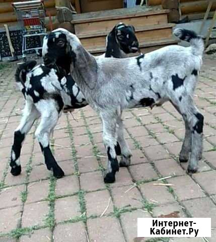Козлики ч/п продаются Сергиев Посад - изображение 1