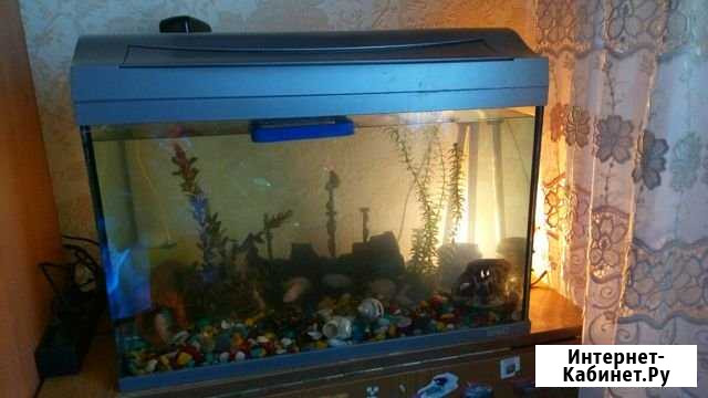 Продам аквариумных рыбок Сатка - изображение 1