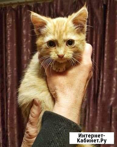 Котик Урюпинск - изображение 1