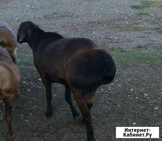 Гисарский баран Наурская - изображение 1