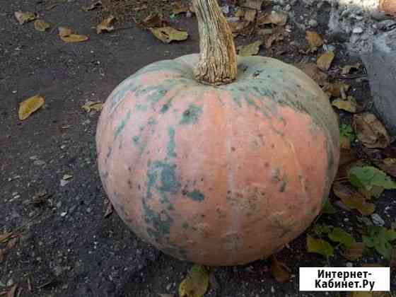 Тыква Кисловодск