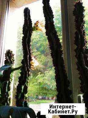 Кактус высокий, цветущий продаю Киров