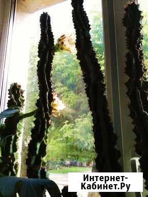 Кактус высокий, цветущий продаю Киров - изображение 1