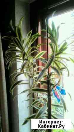 Цветок для офиса Краснодар