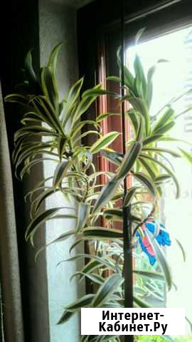 Цветок для офиса Краснодар - изображение 1