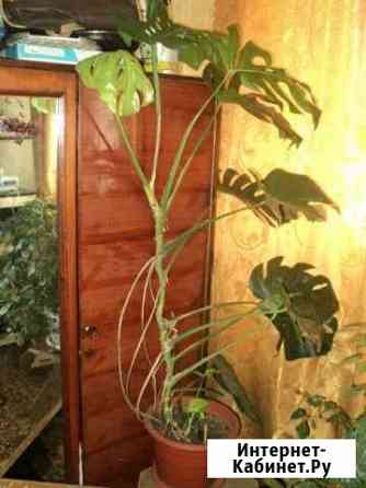 Монстера Курск