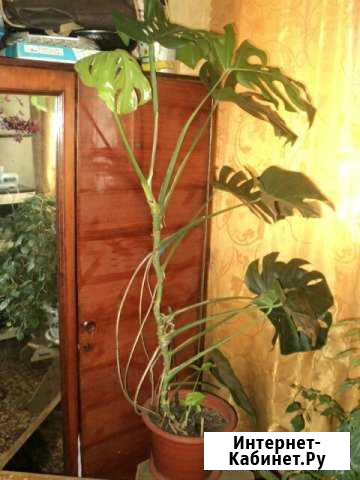 Монстера Курск - изображение 1