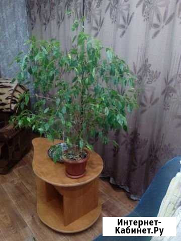 Фикус Бенджамина Рубцовск - изображение 1