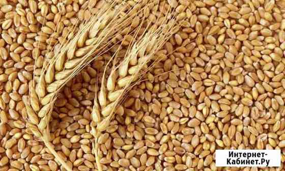 Продам зерно пшеница Богучар