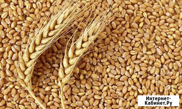 Продам зерно пшеница Богучар - изображение 1
