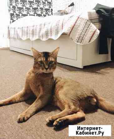 Вязка с абиссинским котом Санкт-Петербург