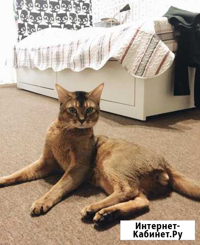 Вязка с абиссинским котом Санкт-Петербург - изображение 1