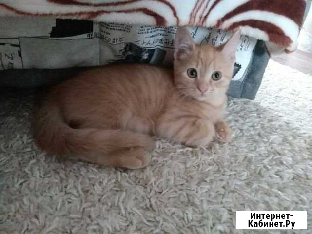 Котёнок в добрые руки) Тольятти - изображение 1