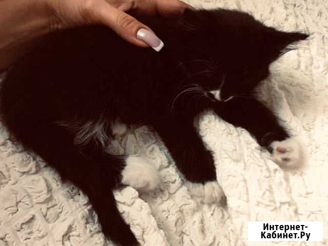 Котята в добрые руки Шебекино - изображение 1
