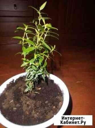 Миртовые и денежное дерево Волжский Волгоградской области