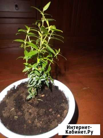 Миртовые и денежное дерево Волжский Волгоградской области - изображение 1