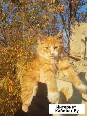 Котик Урюпинск - изображение 1