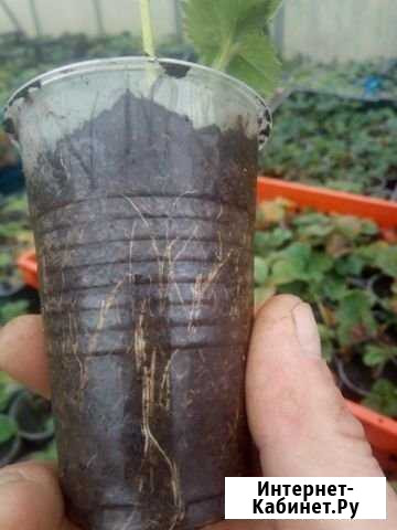 Саженцы в стаканчиках, оптом Моргауши - изображение 1