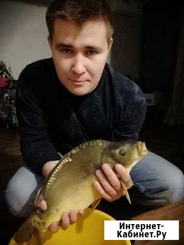 Живой карп с доставкой Оренбург - изображение 1