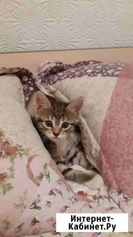 Котёнок девочка Нижневартовск - изображение 1