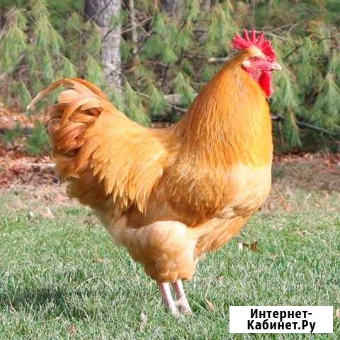 Продам домашнюю птицу Черноморское - изображение 1