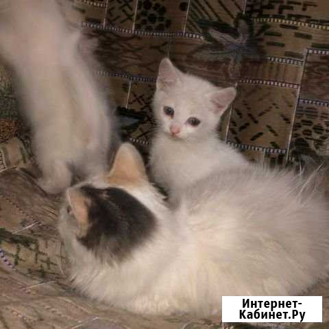 Котята Рубцовск - изображение 1