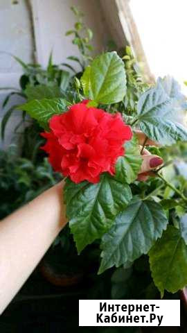 Сортовой гибискус Махачкала - изображение 1