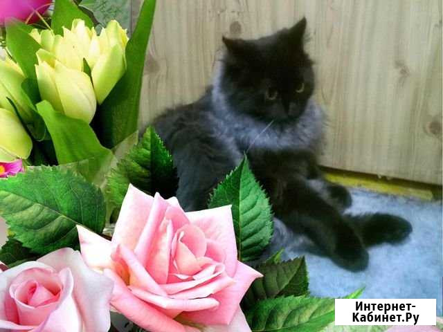 Раздаю котят Копейск - изображение 1