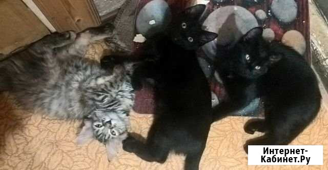 Отдам в добрые руки котят Ликино-Дулево - изображение 1