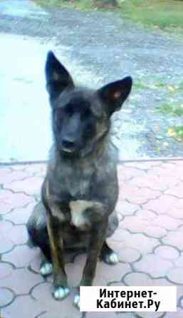 Моня. Стерилизованная, любимица детей Ульяновск