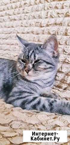 Отдам в добрые руки злую кошку Кореновск - изображение 1