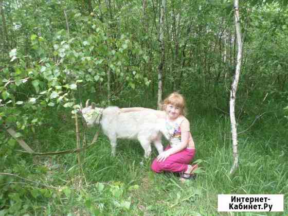 Молоко козье Электросталь