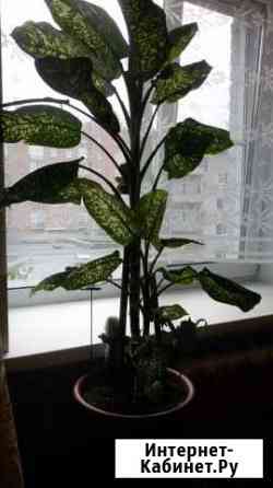 Цветы в горшке Новосибирск