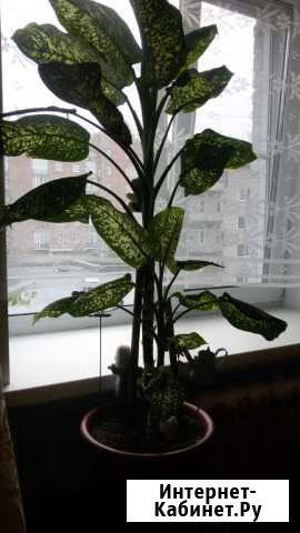 Цветы в горшке Новосибирск - изображение 1