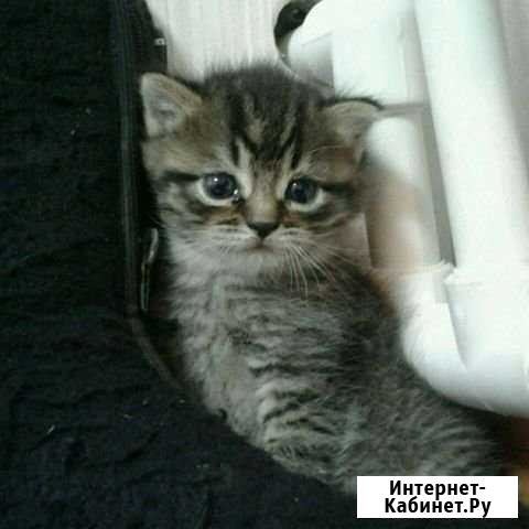Отдам маленького котенка в добрые руки Троицк - изображение 1