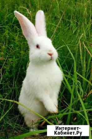 Мясо кролика Барнаул