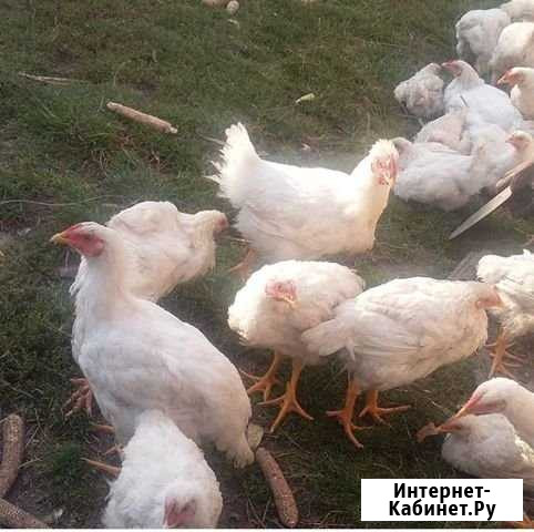 Курица бройлер Зеленчукская - изображение 1