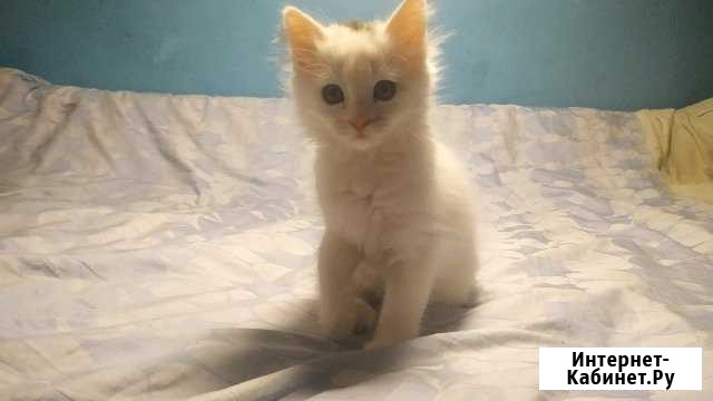 Приютите кошечку Коломна - изображение 1