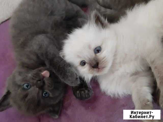 Котята Берёзовка - изображение 1