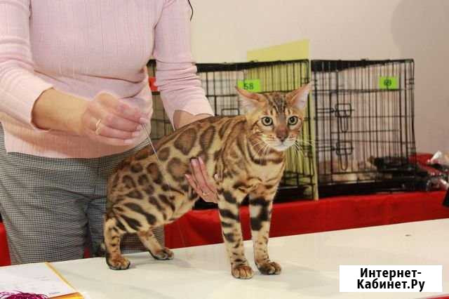 Бенгальский кот, готовый Производитель Москва - изображение 1