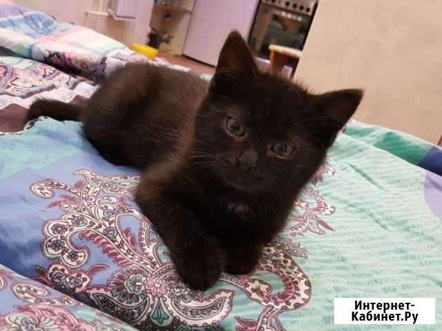 Мальчик Скоттиш-страйт Челябинск - изображение 1